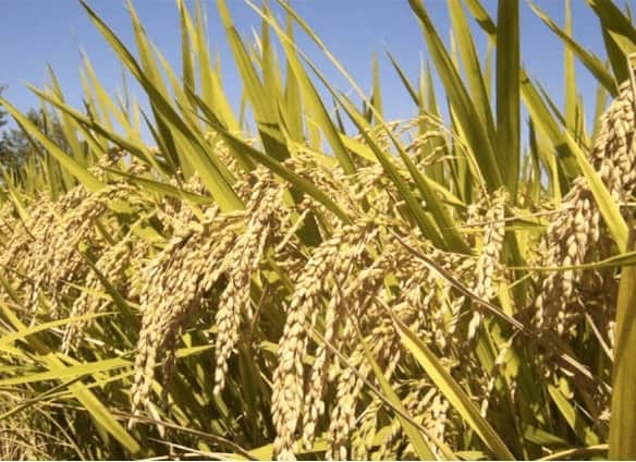 crops