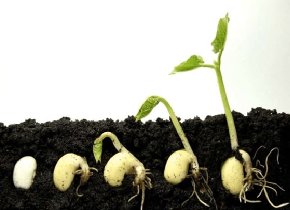 plants