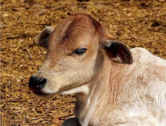 Cow sitting