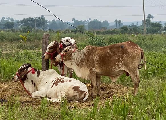 Cows