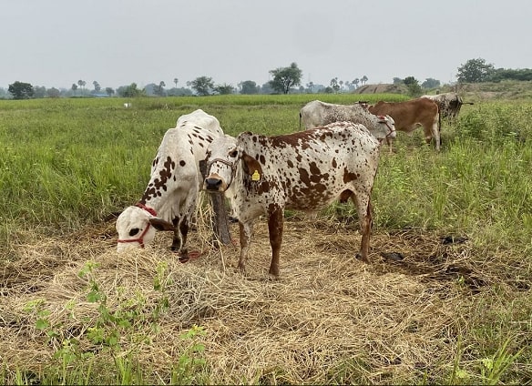 Open Grazing