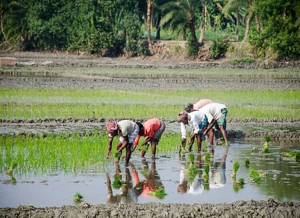 Farmers working