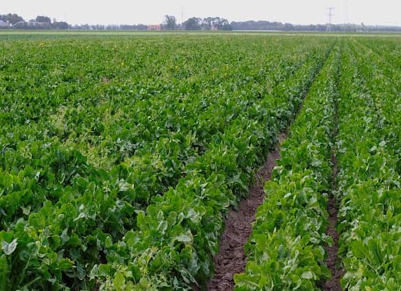 High Density Plantation